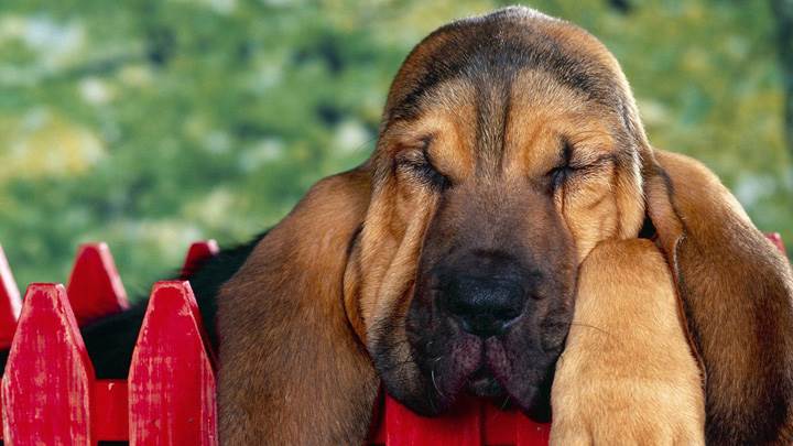 Bloodhound Puppy Sleeping